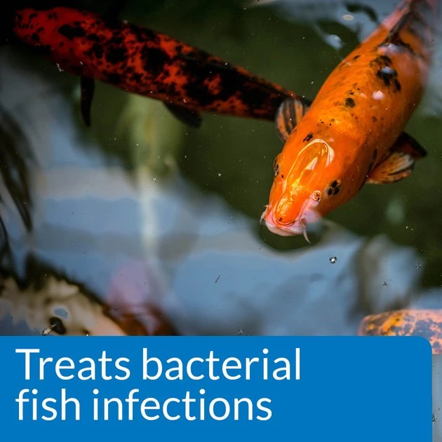 API Pond Melafix for Bacterial Infections in Fish 4 API Pond Melafix for Bacterial Infections in Fish - Image 4