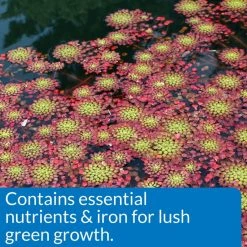 API Pond Aquatic Plant Food Tablets -Deals API || Fluker's  Store 113060 PT4. SY630 V1522679431