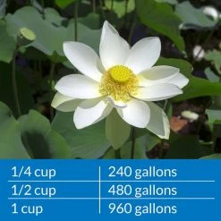 API Pond Ammo-Lock Pond Water Ammonia Detoxifier -Deals API || Fluker's  Store 165847 PT6. SY630 V1630099951