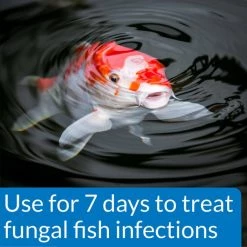 API Pond Pimafix Antifungal Pond Fish Infection Remedy 9 API Pond Pimafix Antifungal Pond Fish Infection Remedy -Deals API || Fluker's Store 165860 PT3. SY630 V1555957624