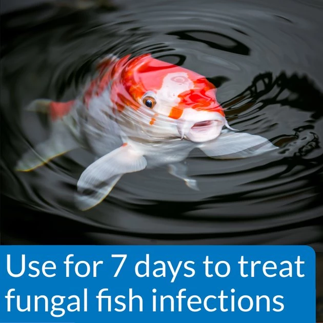 API Pond Pimafix Antifungal Pond Fish Infection Remedy 3 API Pond Pimafix Antifungal Pond Fish Infection Remedy - Image 3