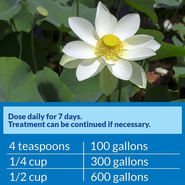 API Pond Pimafix Antifungal Pond Fish Infection Remedy 6 API Pond Pimafix Antifungal Pond Fish Infection Remedy - Image 6