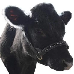 Derby Originals Premium Crystal Bling Rhinestone Inlay Flat Leather Cattle Show Halter & Chain Lead -Deals API || Fluker's  Store 240792 PT2. SY630 V1598550373