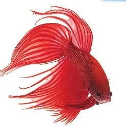 Activ-Betta||API Activ-Betta Bio-Activ Live Aqueous Solution Betta Water + API Bettafix Antibacterial & Antifungal Betta Fish Infection Remedy -Deals API || Fluker's  Store 301692 PT4. SY630 V1622658763