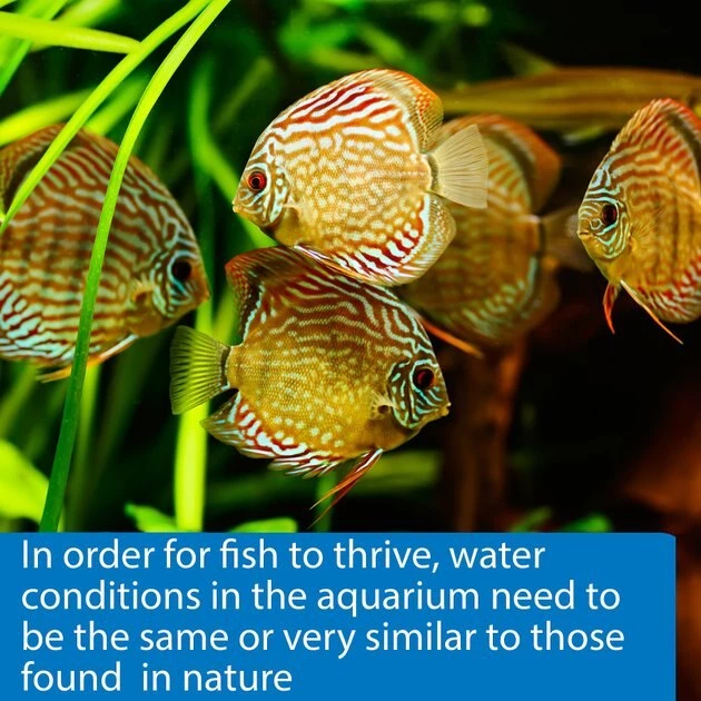 API 5 in 1 Freshwater & Saltwater Aquarium Test Strips 6 API 5 in 1 Freshwater & Saltwater Aquarium Test Strips - Image 6