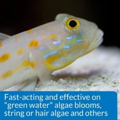 API Marine ALGAEFIX Algae Control 16-oz bottle 12 API Marine ALGAEFIX Algae Control 16-oz bottle -Deals API || Fluker's Store 94290 PT6. SY630 V1570549043