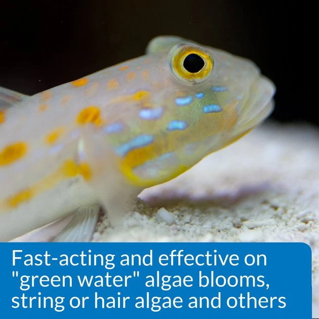 API Marine ALGAEFIX Algae Control 16-oz bottle 6 API Marine ALGAEFIX Algae Control 16-oz bottle - Image 6