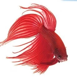 API Bettafix Antibacterial & Antifungal Betta Fish Infection Remedy -Deals API || Fluker's  Store 94326 PT3. SY630 V1570549365