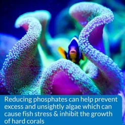 API Phosphate PO4 Freshwater & Saltwater Aquarium Test Kit -Deals API || Fluker's  Store 94371 PT7. SY630 V1570549654