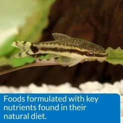 API Sinking Shrimp Pellets Bottom Feeder Fish Food -Deals API || Fluker's  Store 94373 PT5. SY630 V1570549644