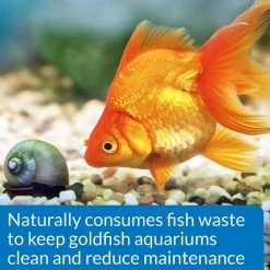 API Goldfish Protect Aquarium Water Conditioner -Deals API || Fluker's  Store 94378 PT4. SY630 V1570549920