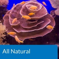 API Marine Stress Zyme Saltwater Aquarium Cleaning Solution 12 API Marine Stress Zyme Saltwater Aquarium Cleaning Solution -Deals API || Fluker's Store 94403 PT6. SY630 V1570549964