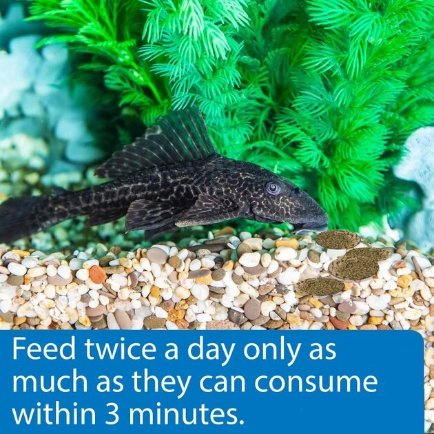 API Algae Eater Wafers Fish Food 4 API Algae Eater Wafers Fish Food - Image 4