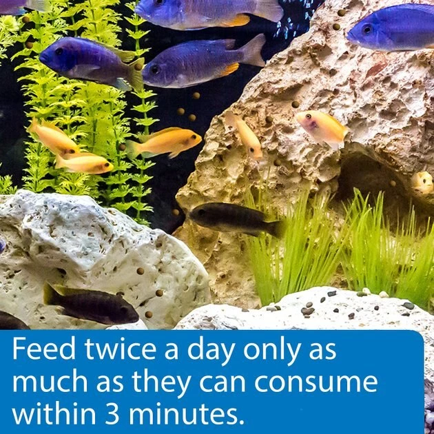 API Large Floating Pellets Cichlid Fish Food 4 API Large Floating Pellets Cichlid Fish Food - Image 4