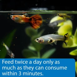 API Sinking Mini Pellets Tropical Fish Food -Deals API || Fluker's  Store 94546 PT4. SY630 V1570552628